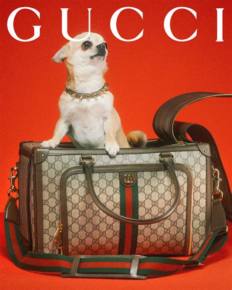 the gucci pet collection|Gucci tote with cat.